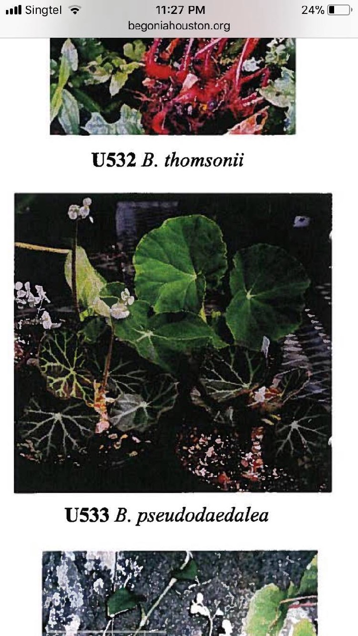 B. u533